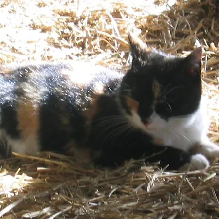 Hof Laesser * Möggers