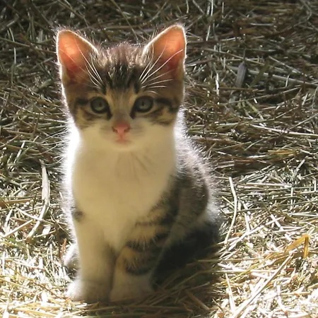 Hof Laesser Apartamento *