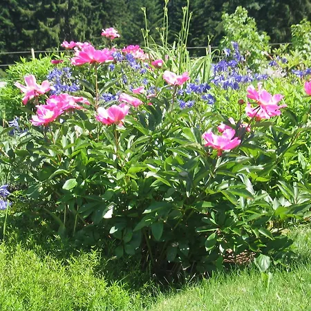 Hof Laesser Möggers