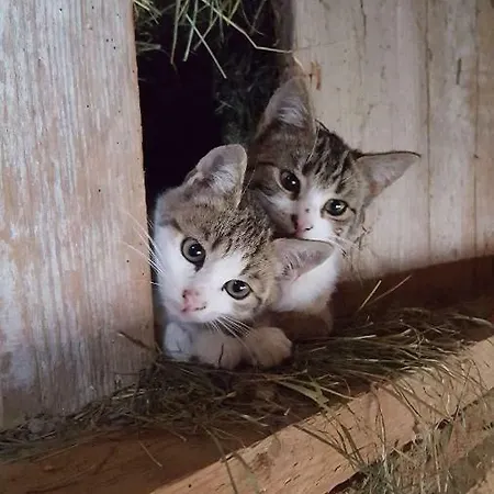 Hof Laesser Apartamento *